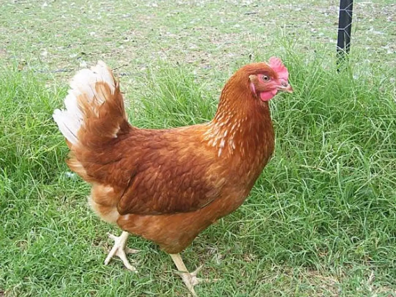 Billede 1 - Ægmaskine