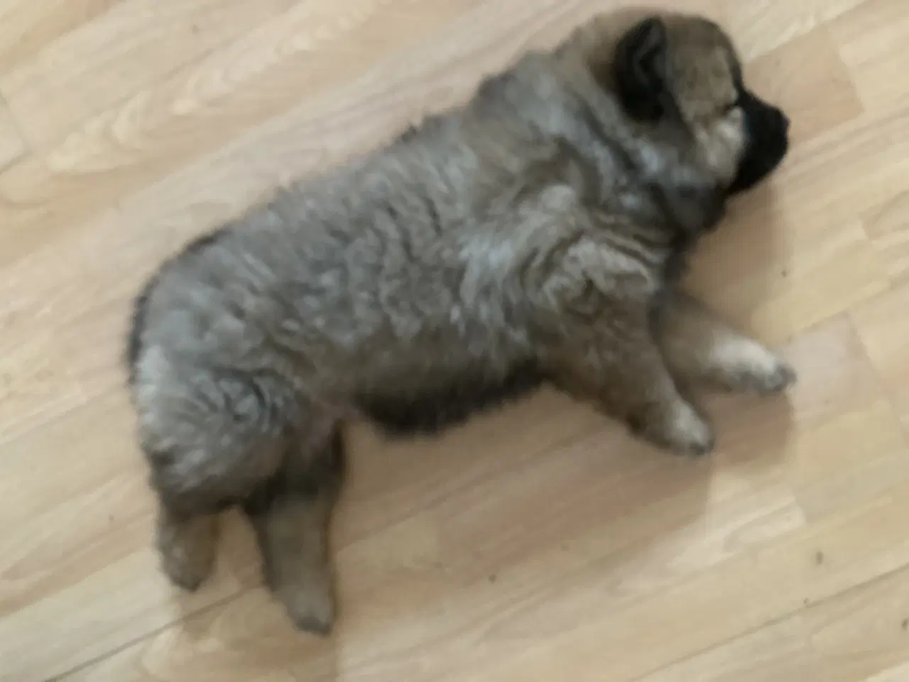 Billede 2 - Chow Chow blandinger