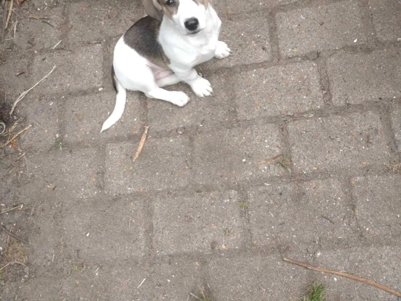 Billede 3 - Jack Russell 