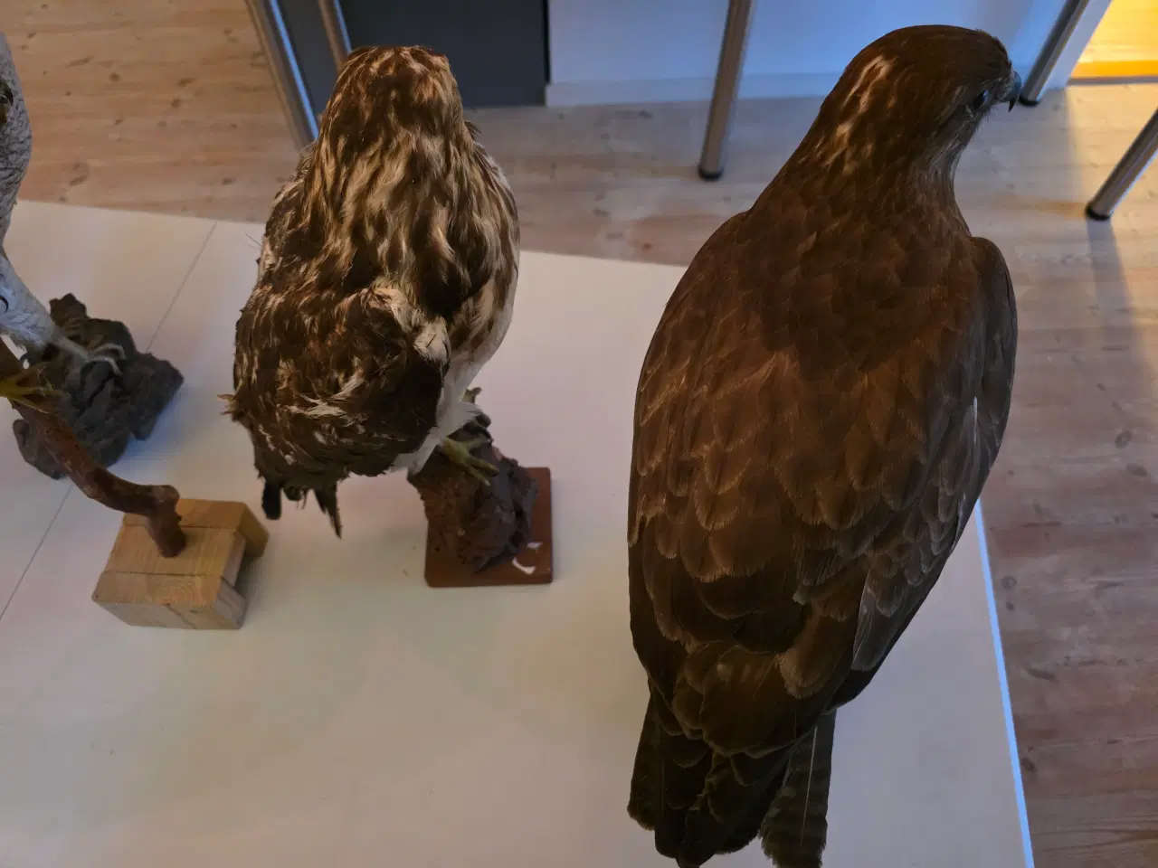 Billede 14 - Rovfugle, sælges samlet eller hver for sig