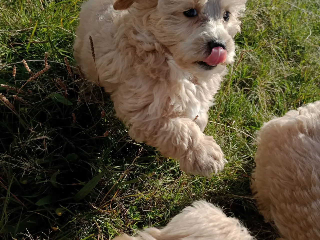 Billede 9 - Maltipoo hvalpe