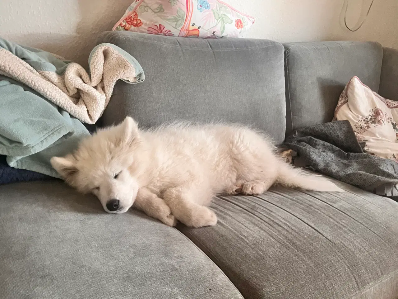 Billede 3 - 🐾 Smuk og kærlig samojedehvalp søger nyt hjem 🐾