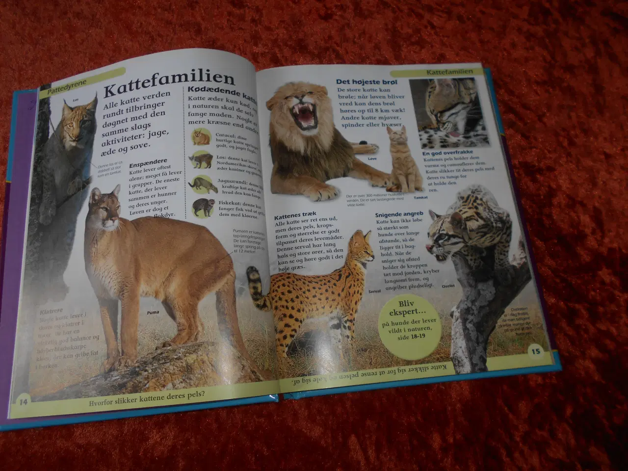 Billede 4 - Dyreleksikon Penelope Arlon,