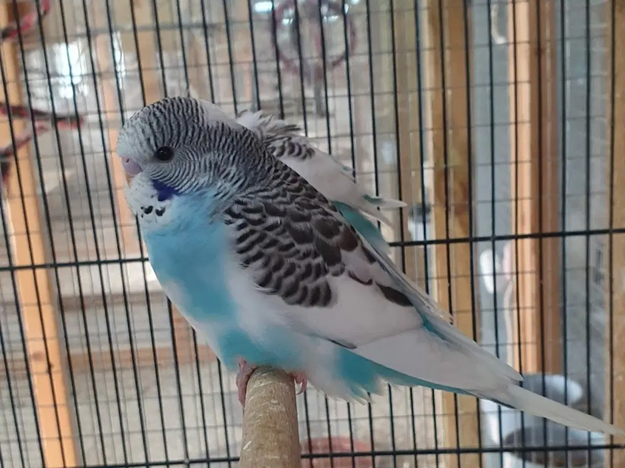 Billede 7 - Undulatunger 