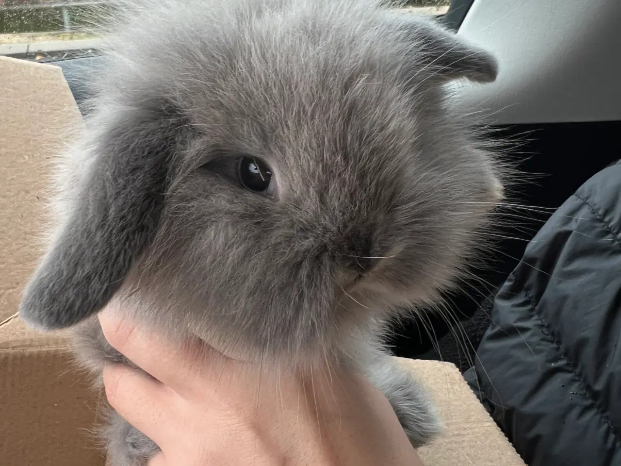 Billede 2 - Sød lille kninunge søger nyt kærligt hjem