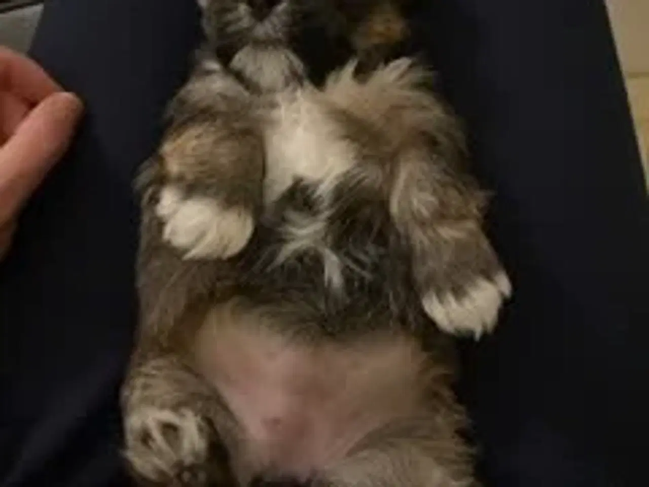 Billede 6 - Skønne Lhasa apso/shih tzu hvalpe søger ny madskål