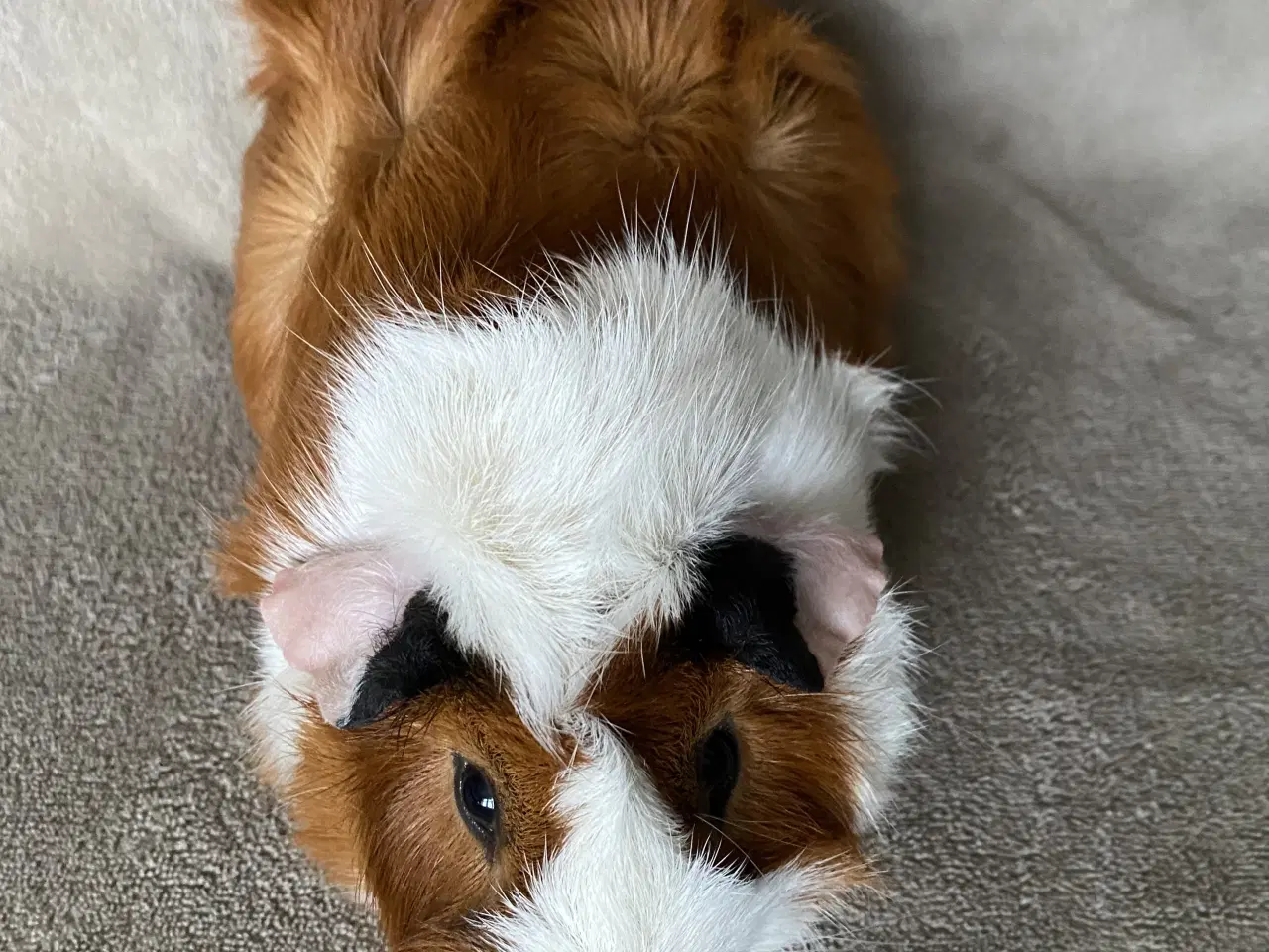 Billede 8 - 2 marsvin