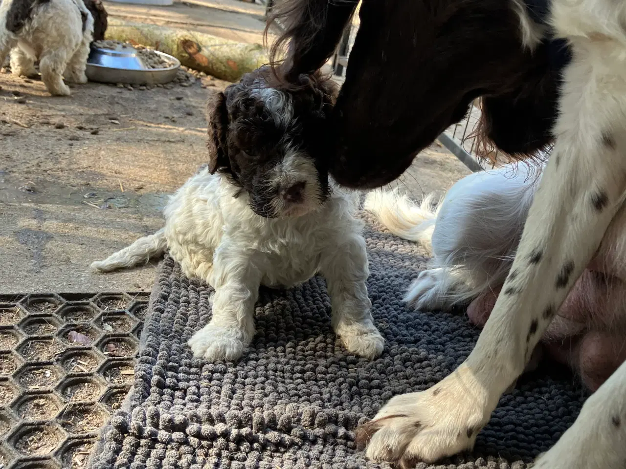 Billede 4 - Kleiner münsterländer/ Lagotto Romagnolo hvalpe 