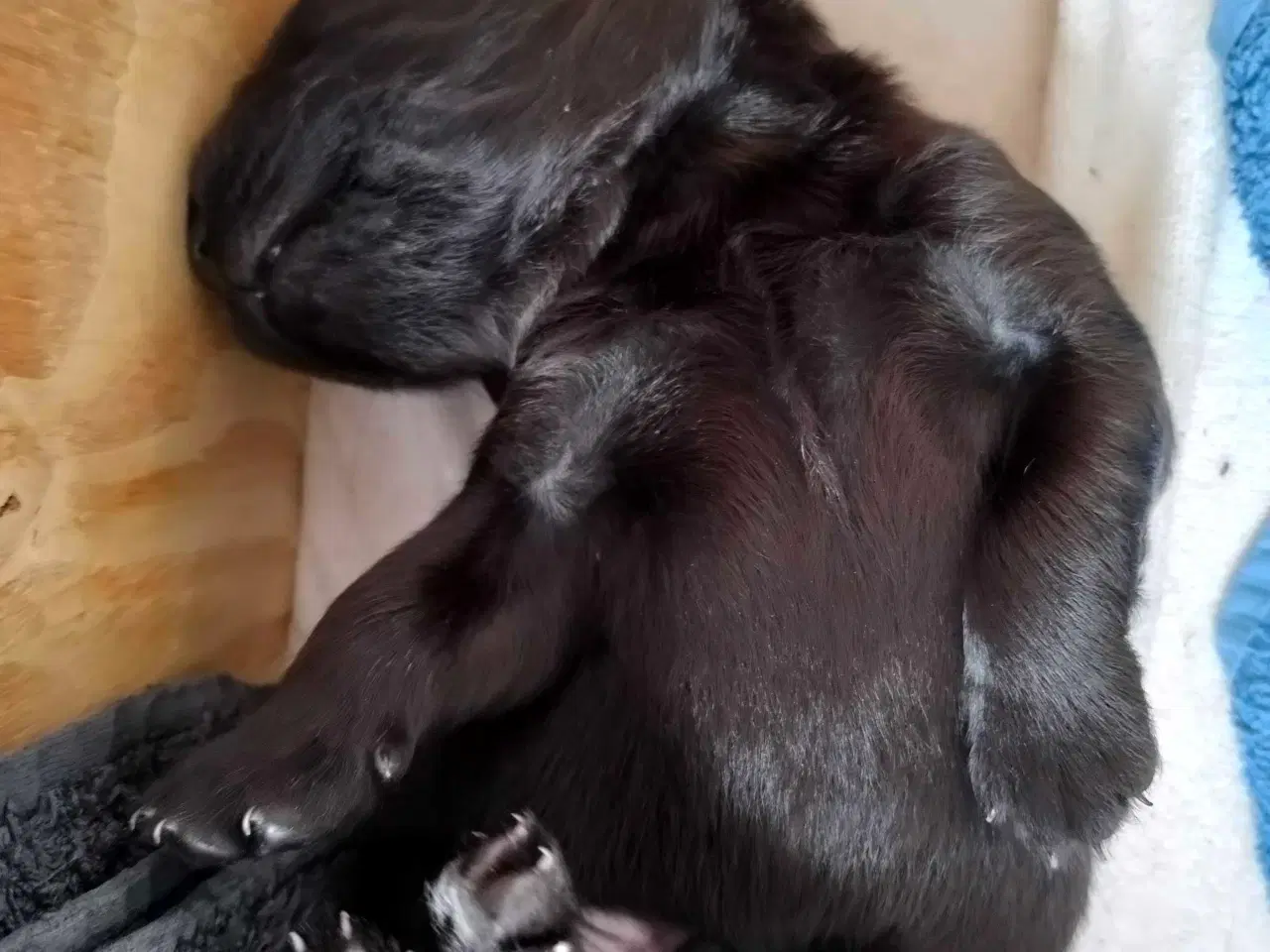 Billede 3 - Hvalpe fra den mest rolige familie hund