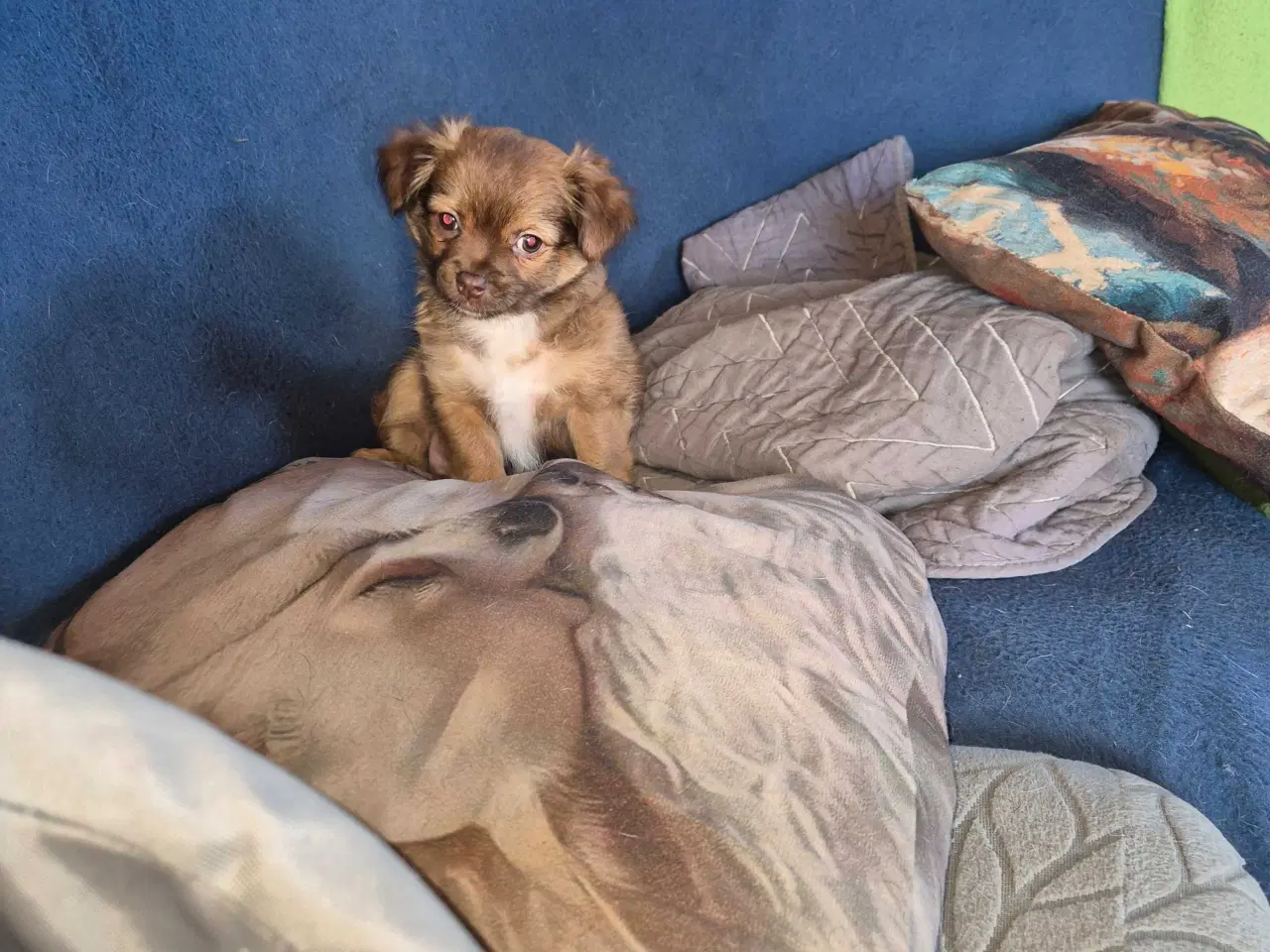 Billede 1 - Langhåret chihuahua