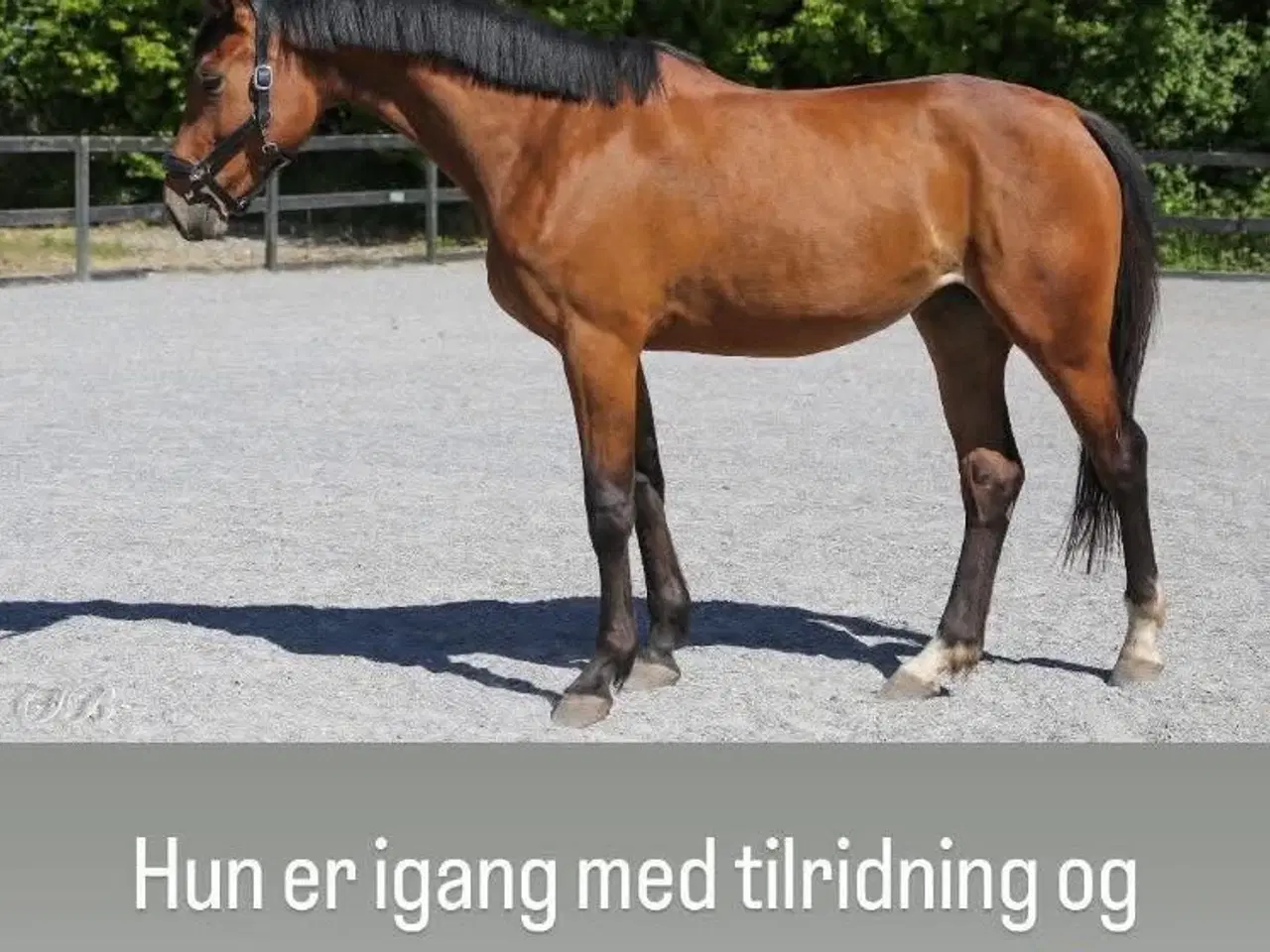 Billede 1 - 3 års hoppe