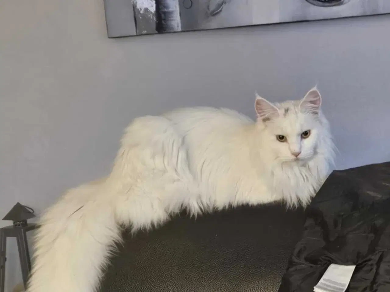 Billede 19 - Maine coon killinger 