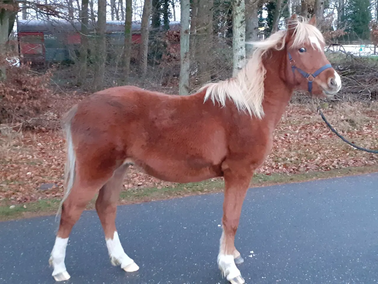 Billede 13 - Pony ,Pinto /araber hingst plag 