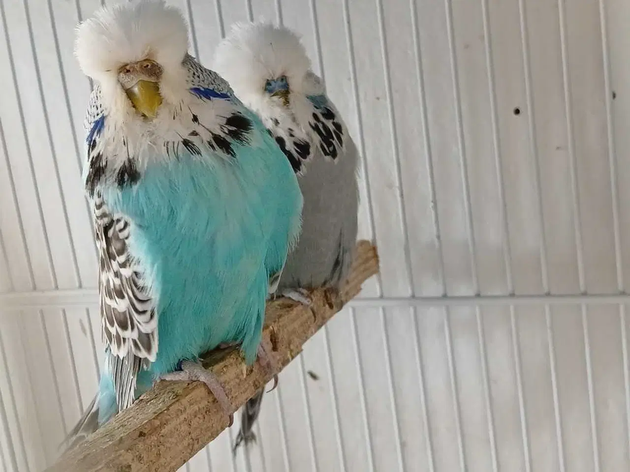 Billede 7 - Engelsk undulat hun