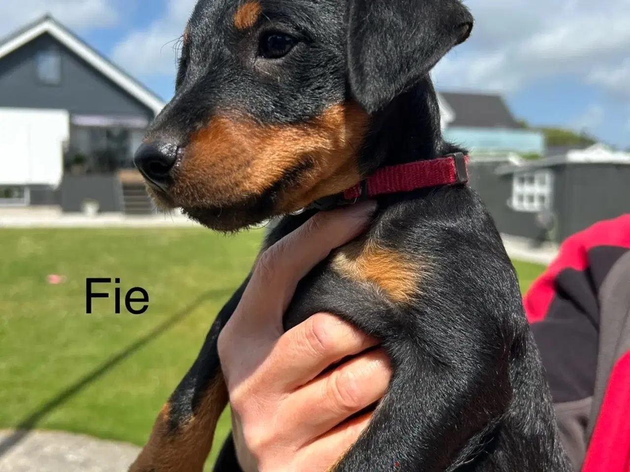Billede 6 - Tysk jagtterrier hvalpe