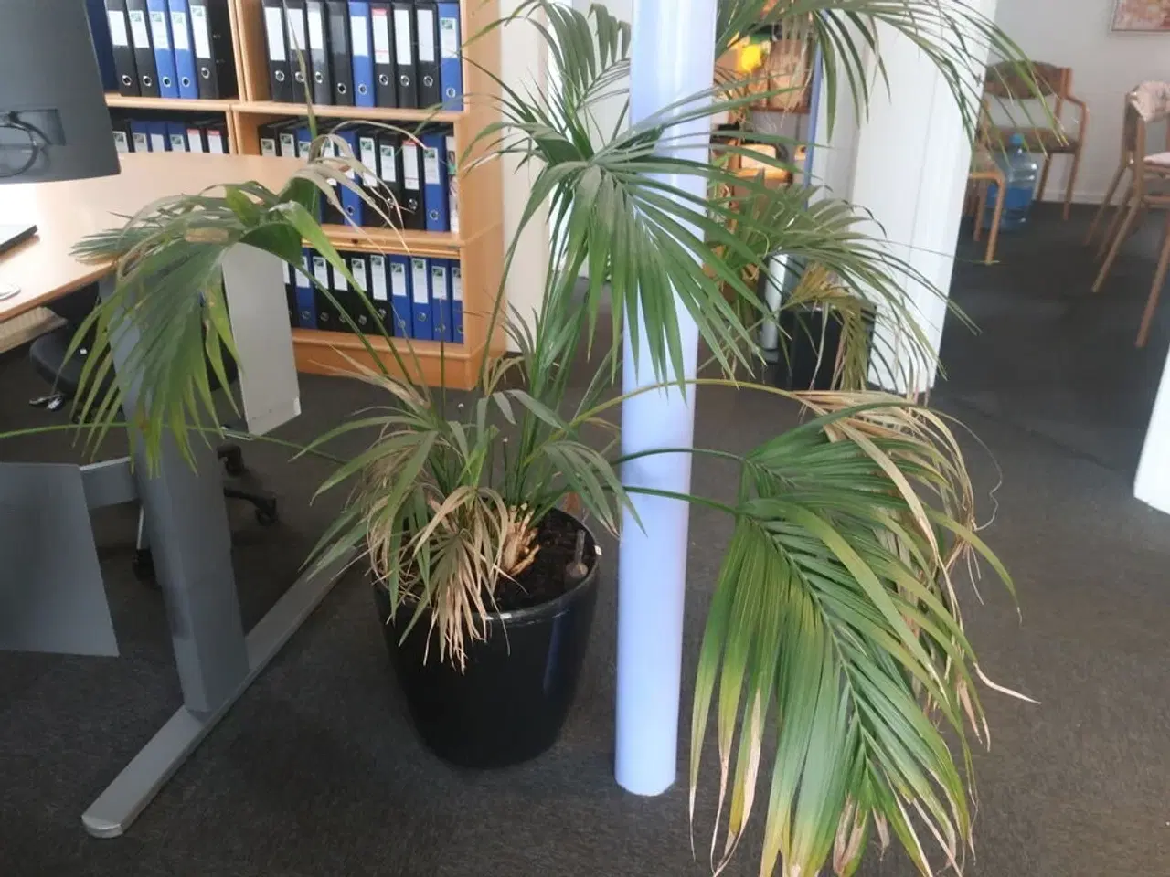 Billede 2 - 2 stk. planter