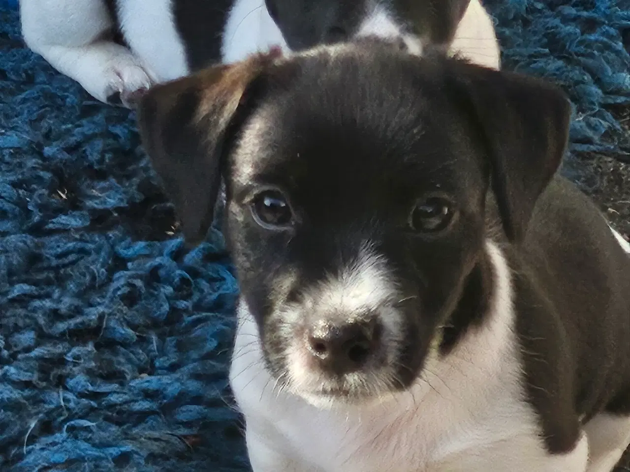 Billede 3 - Jack Russell Terrier hvalpe