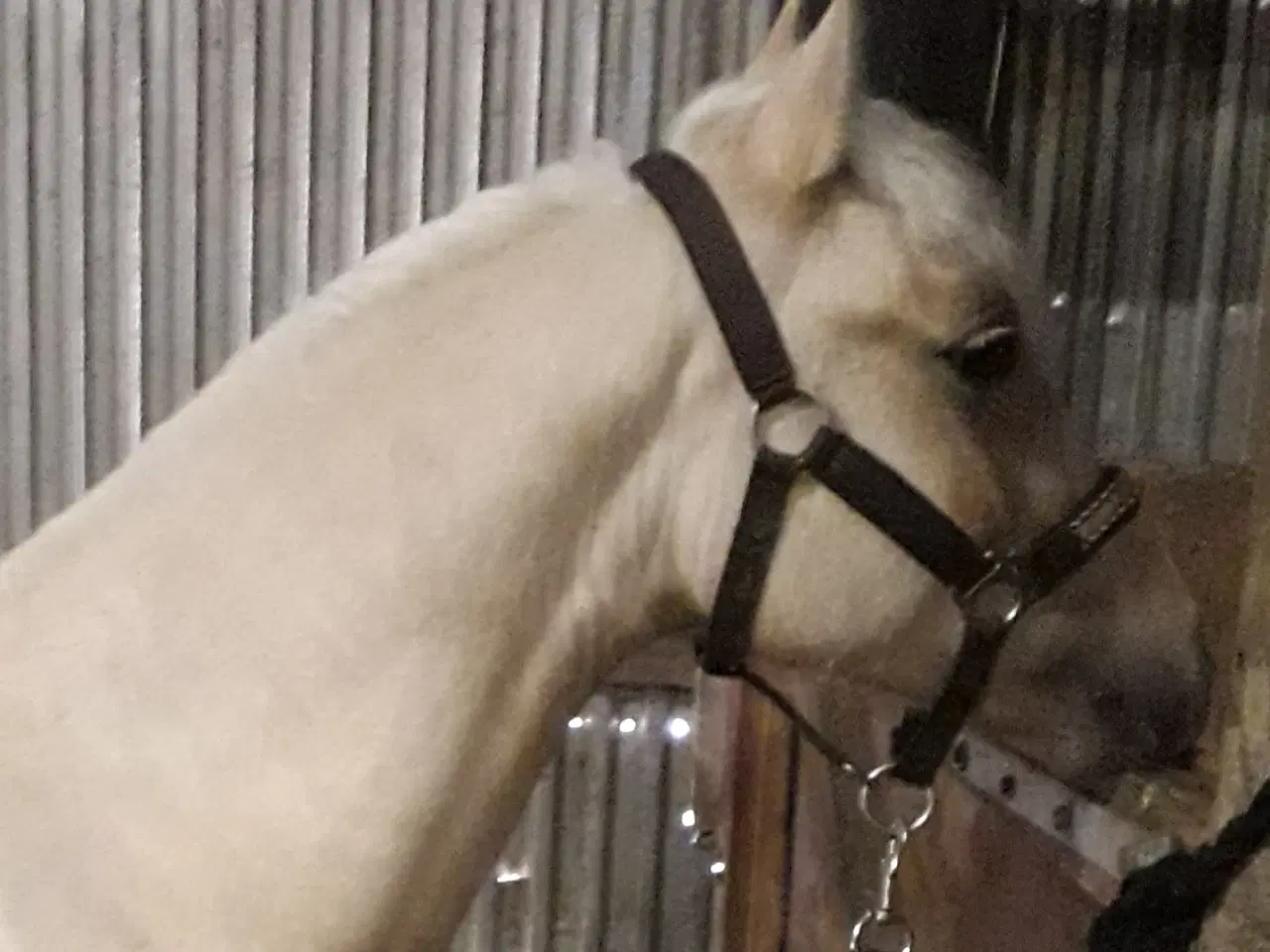 Billede 4 - Smuk Pony Welsh Partbred 1 år 130 cm.