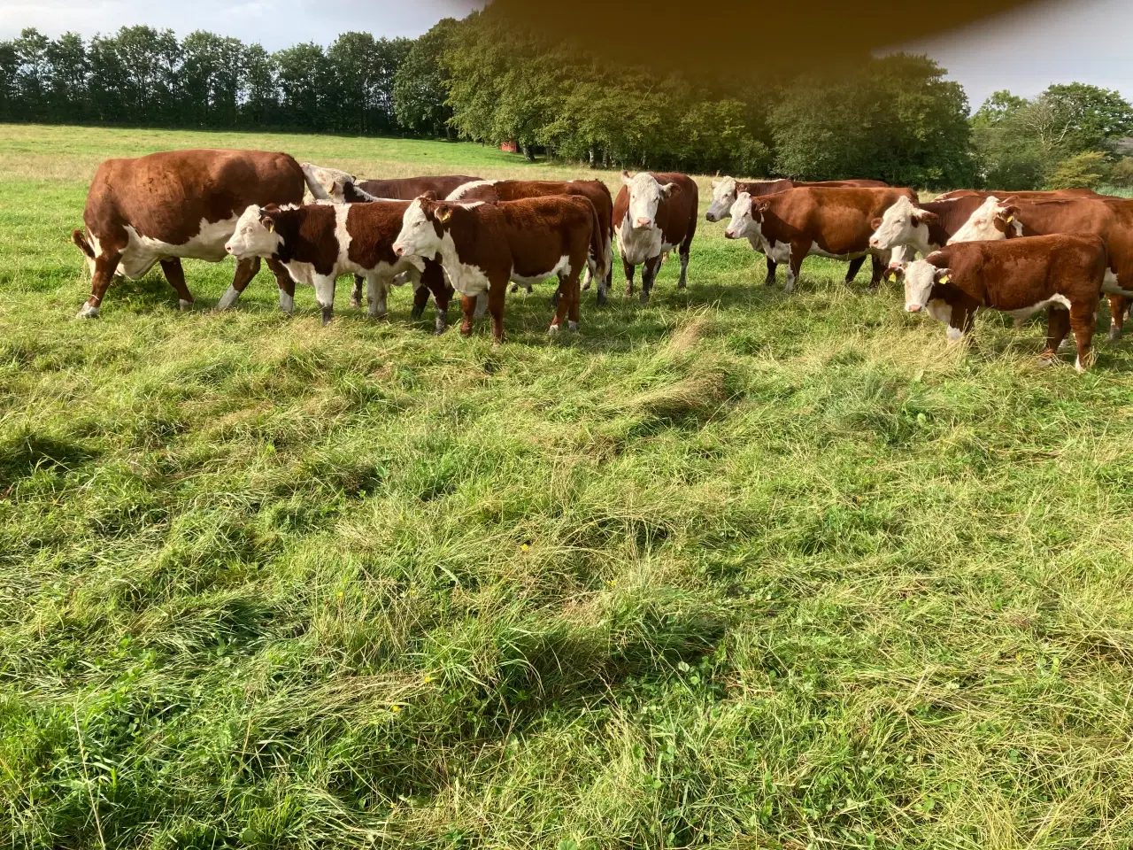 Billede 2 - Hereford
