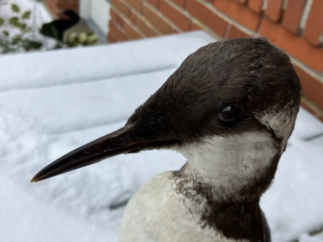 Billede 3 - Udstoppet Lomvie af konservator