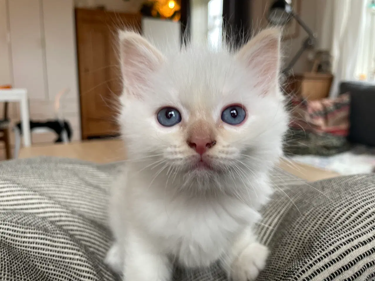 Billede 7 - Hellig Birma killinger