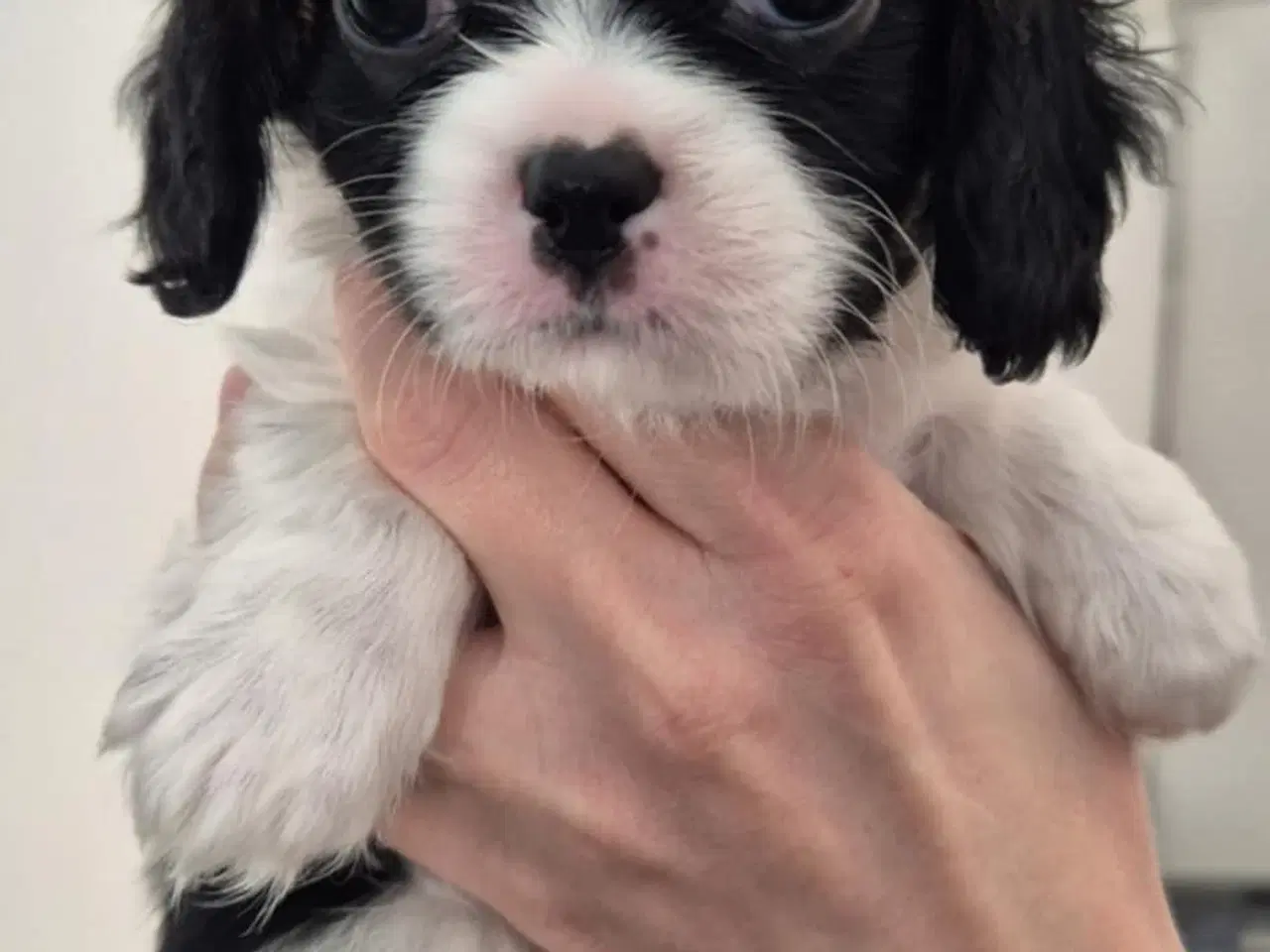 Billede 3 - Flytteklar Shih Tzu blanding hvalpe