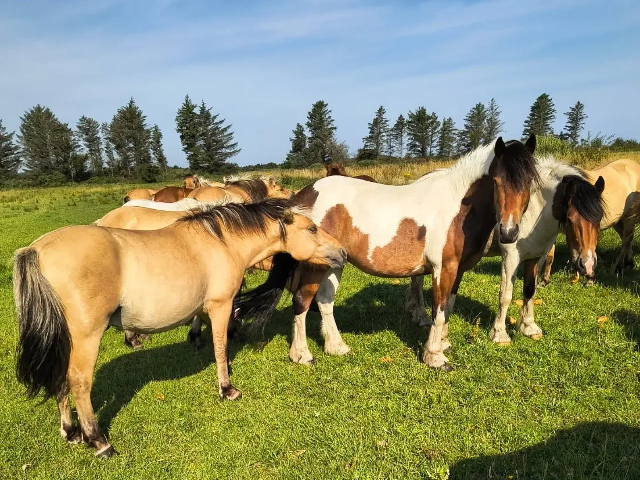Billede 1 - 20 stk. ponykrydsnings valakker, 2 og 3 års