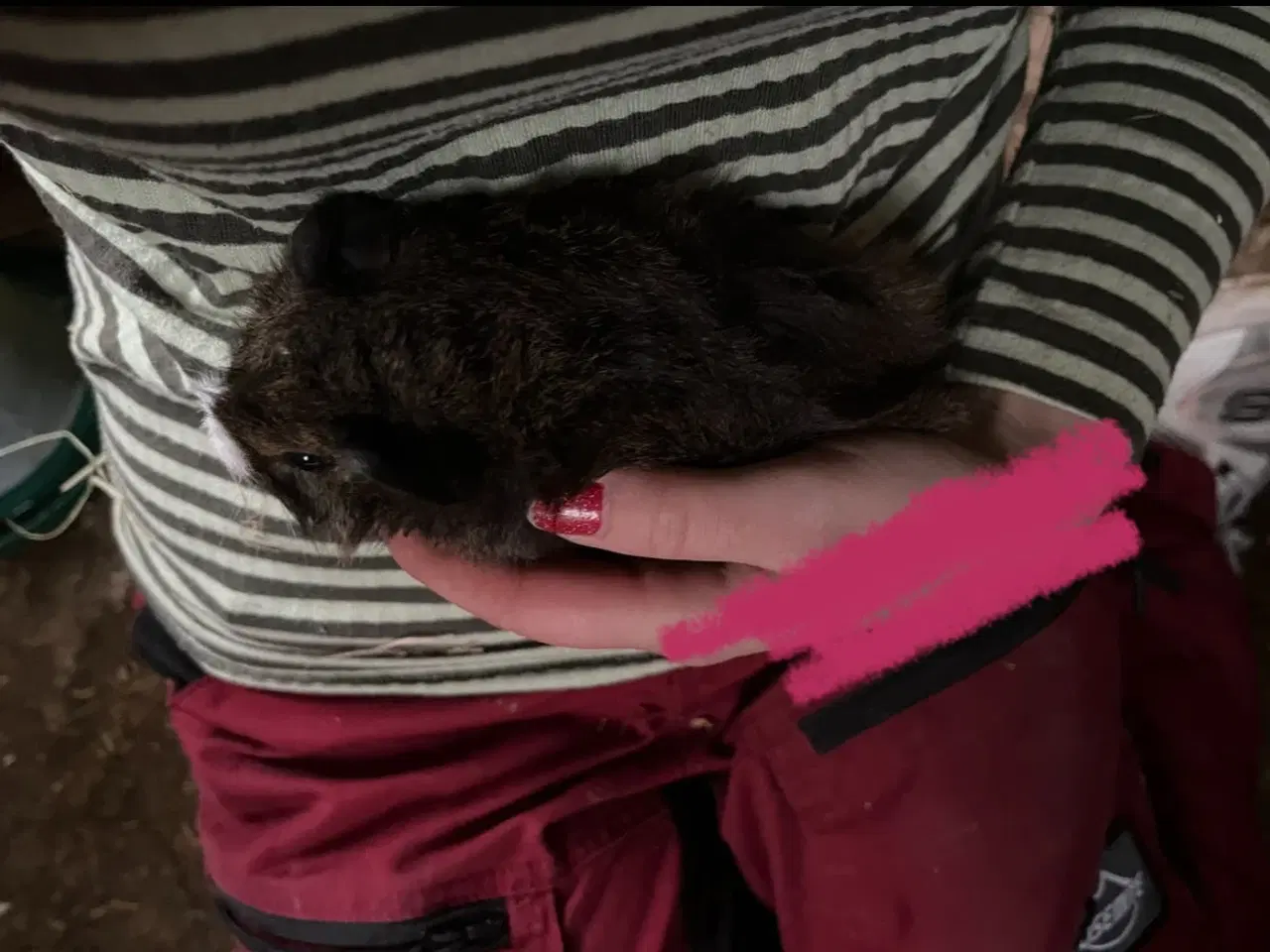 Billede 6 - Marsvine piger - unger og fuld voksen