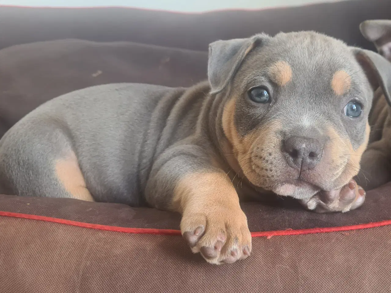 Billede 6 - American Bully Pocket abkc