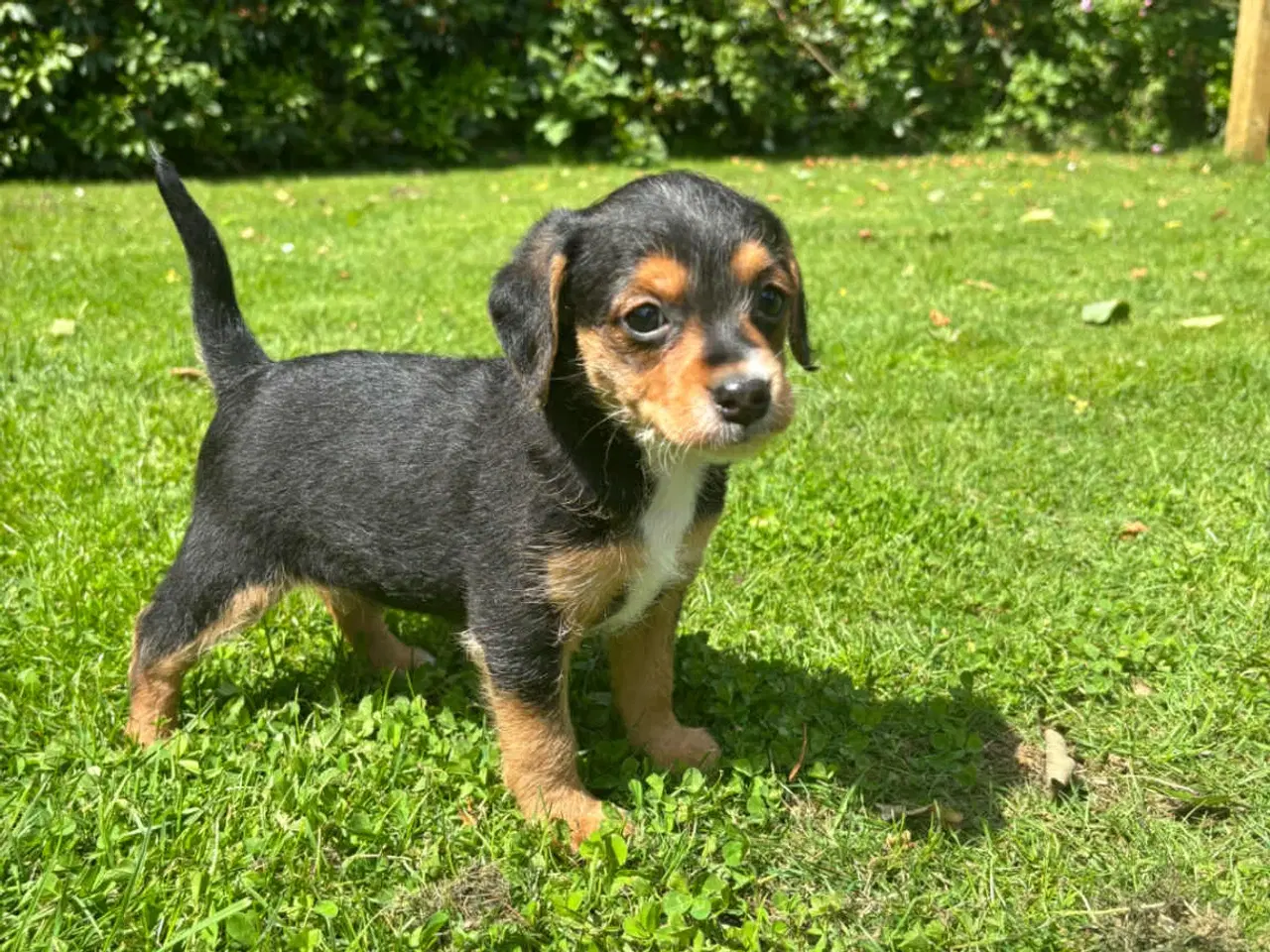 Billede 4 - puddel-dansk svensk gårdhund