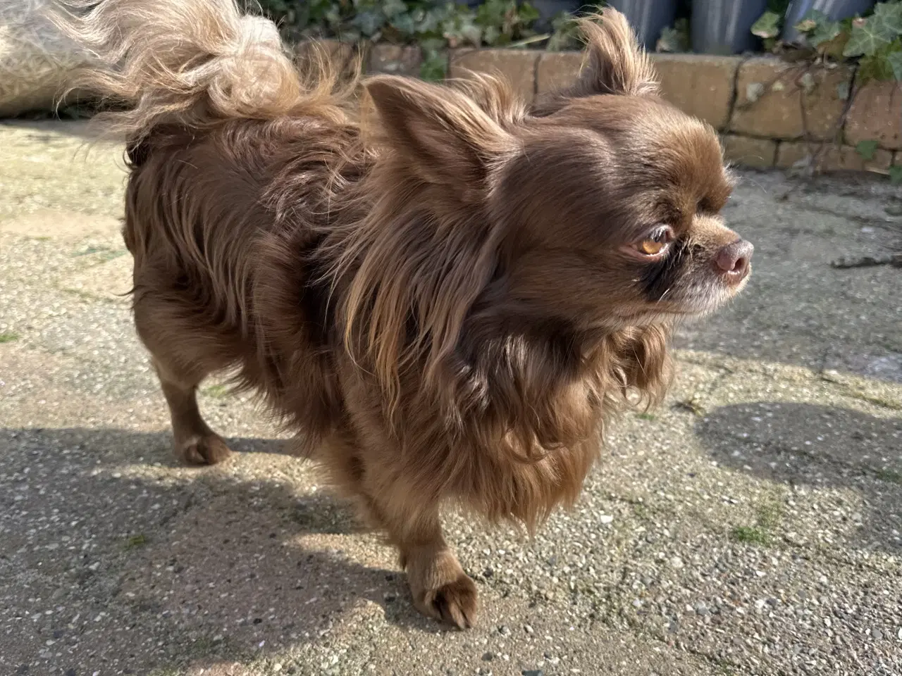 Billede 3 - Parring tilbydes