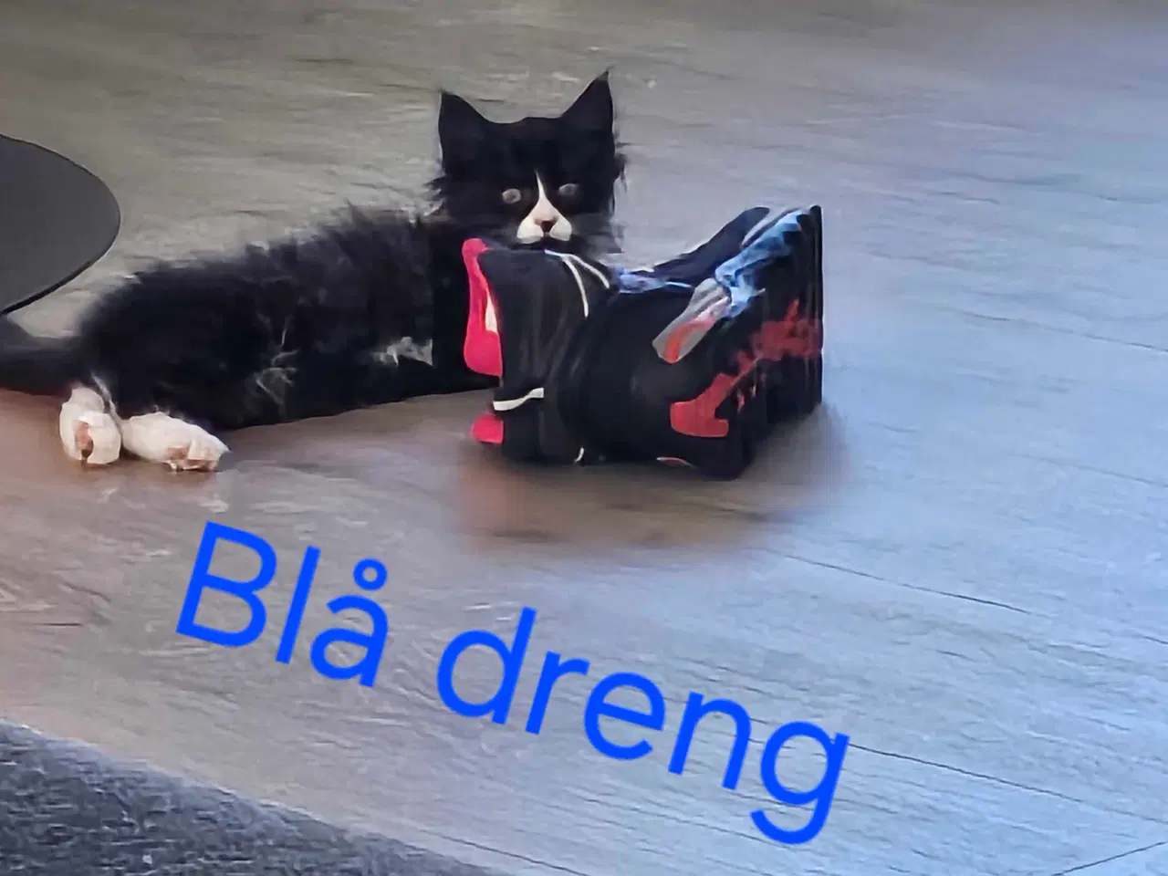 Billede 4 - Maine coon/ Sibirisk killinger