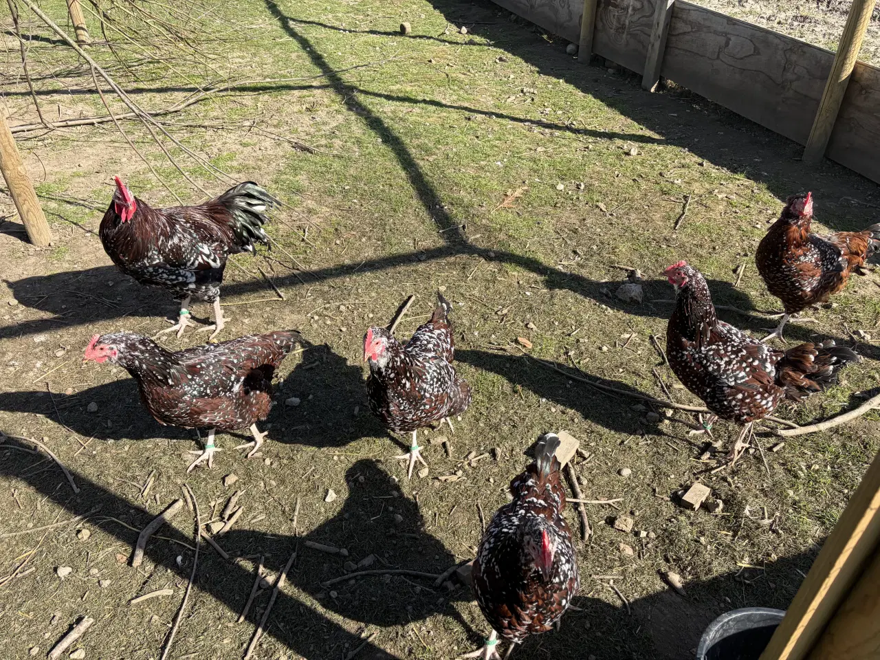 Billede 2 -  1.5 Sussex i Brun sort porcelænsfarvet