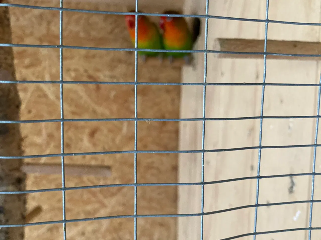 Billede 1 - Dværgpapegøjer