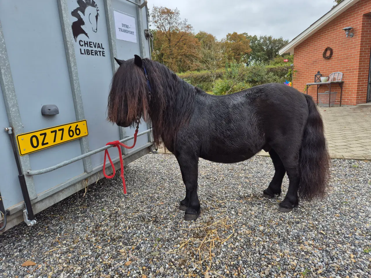 Billede 4 - Shetlandshoppe, 4 år 