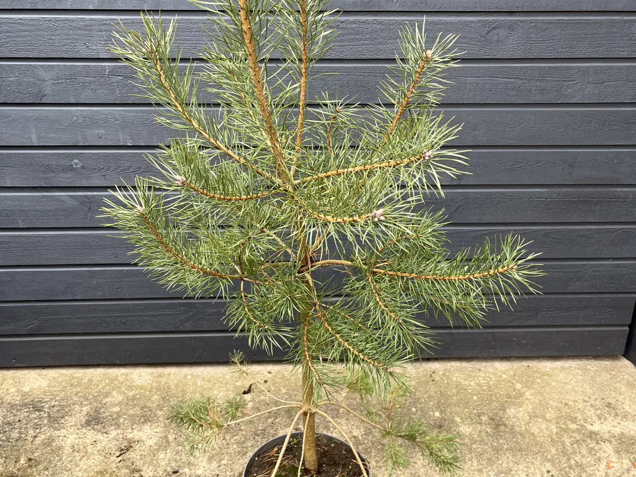 Billede 1 - Skovfyr 120-130cm (pottegroet)