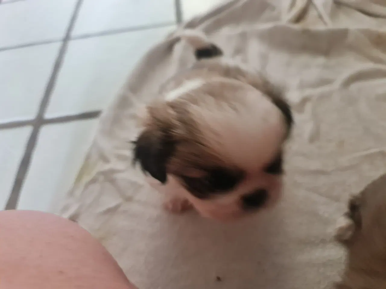 Billede 2 - En Pekingeser dreng tilbage