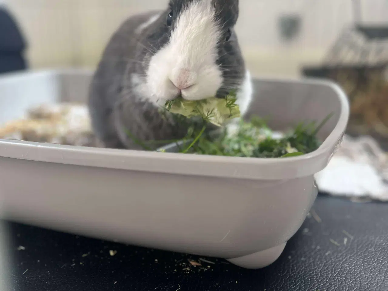 Billede 2 - Neutraliseret og vaccineret Elliot