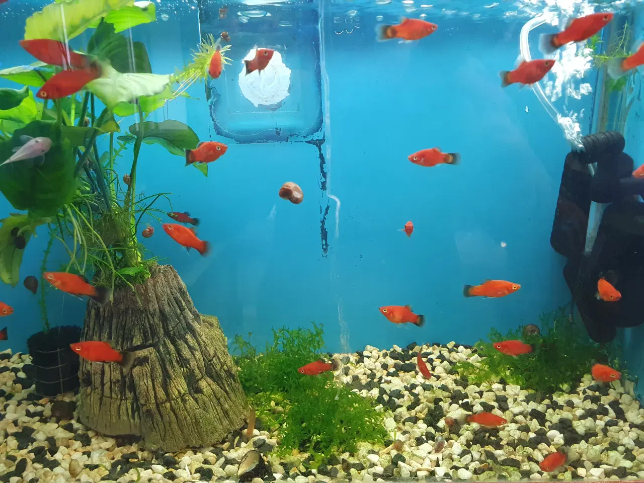 Billede 8 - đ Platy akvariefisk sĂŚlges â flotte farver og sun