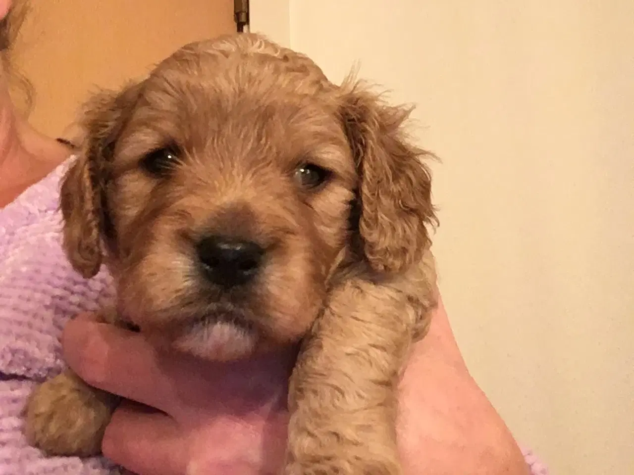 Billede 2 - Cavapoo hvalpe 