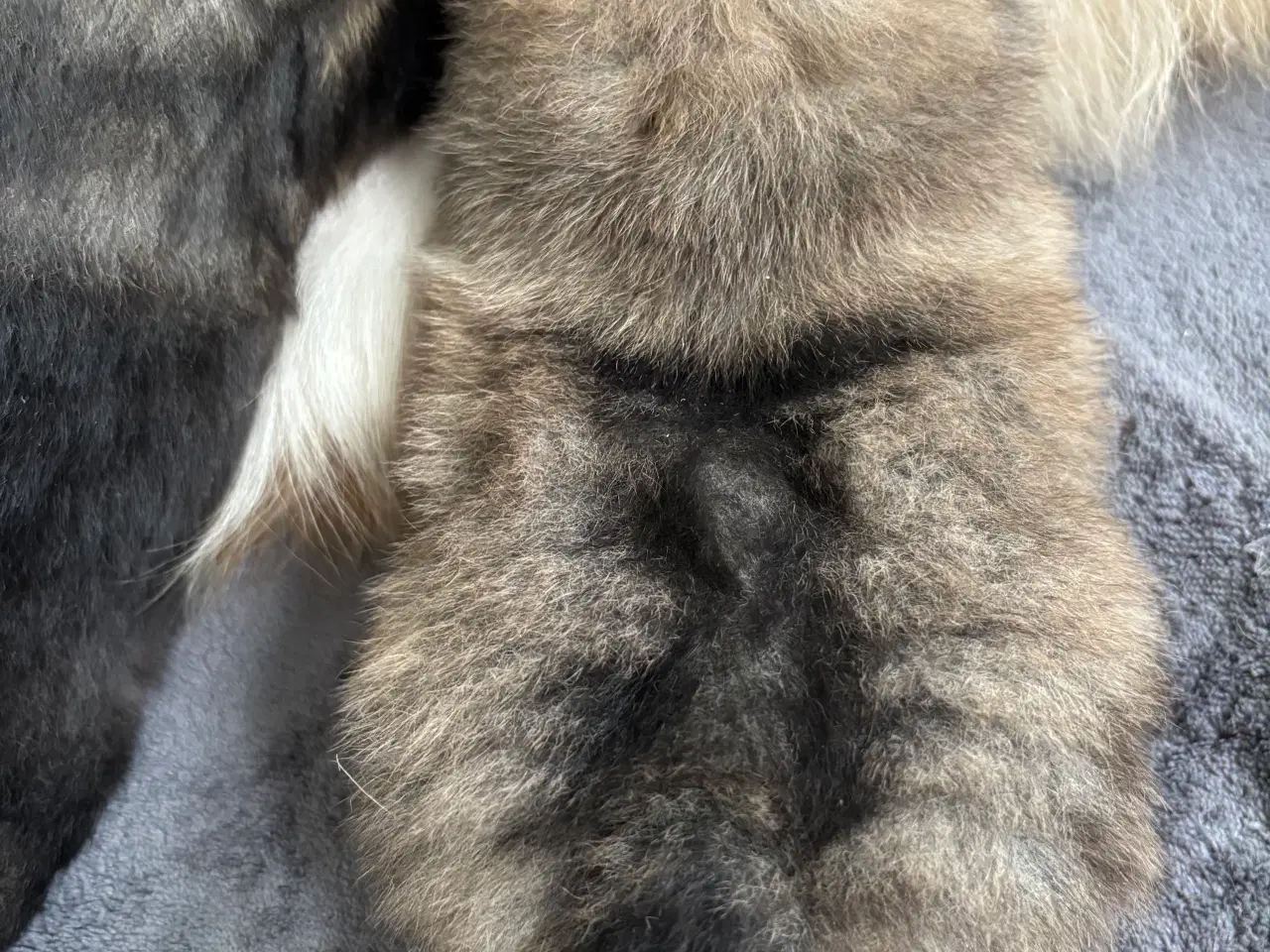 Billede 10 - Pomeranian hvalpe 