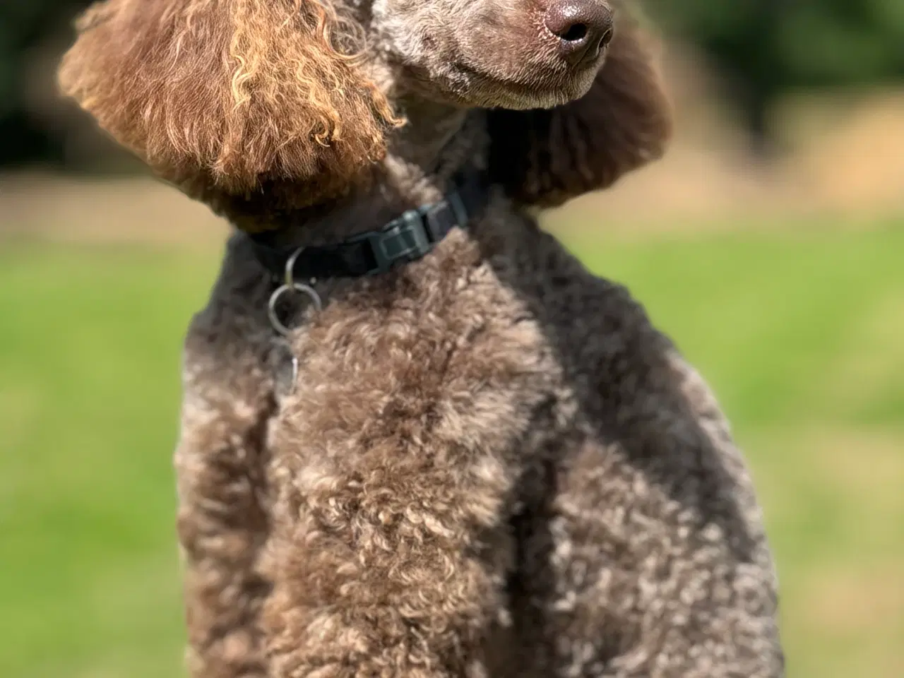 Billede 2 - Ckokolade Puddel han på 31 cm tilbydes til avl