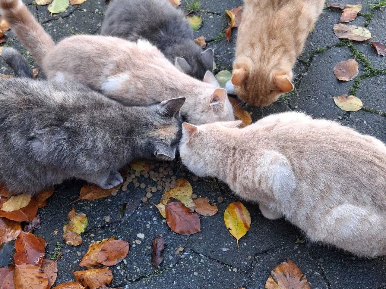 Billede 2 - Killinger søger nyt hjem. 