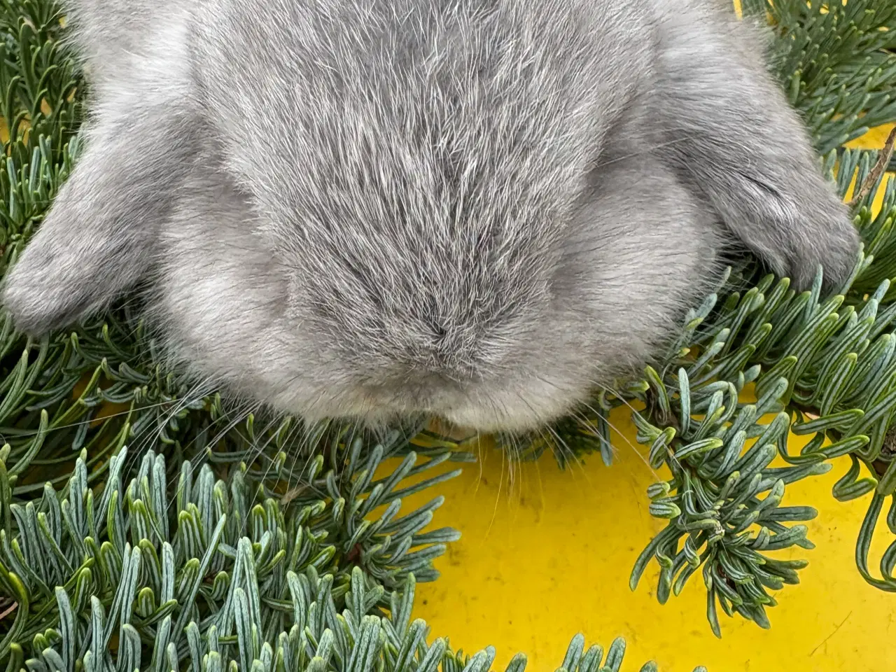 Billede 4 - De sødeste Minilops 