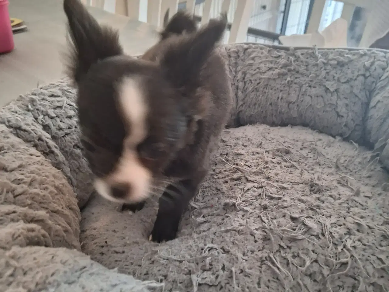 Billede 7 - papilion /chihuahua