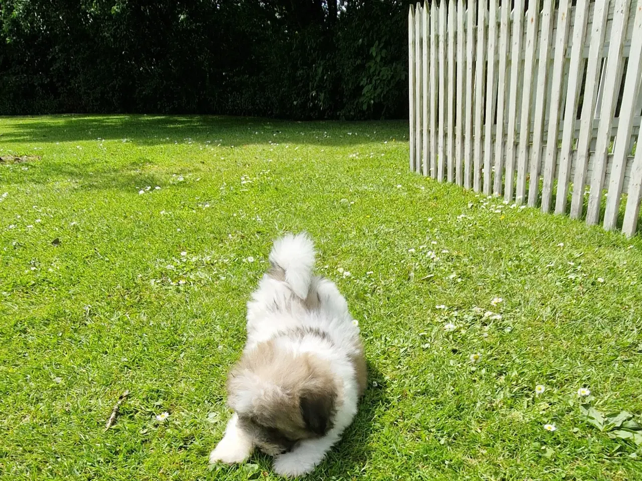 Billede 1 - Coton de tulear