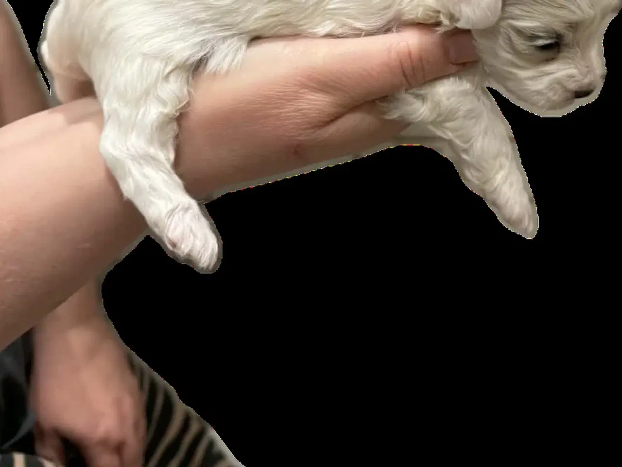 Billede 6 - Bichon Havanais/Coton De Tulear