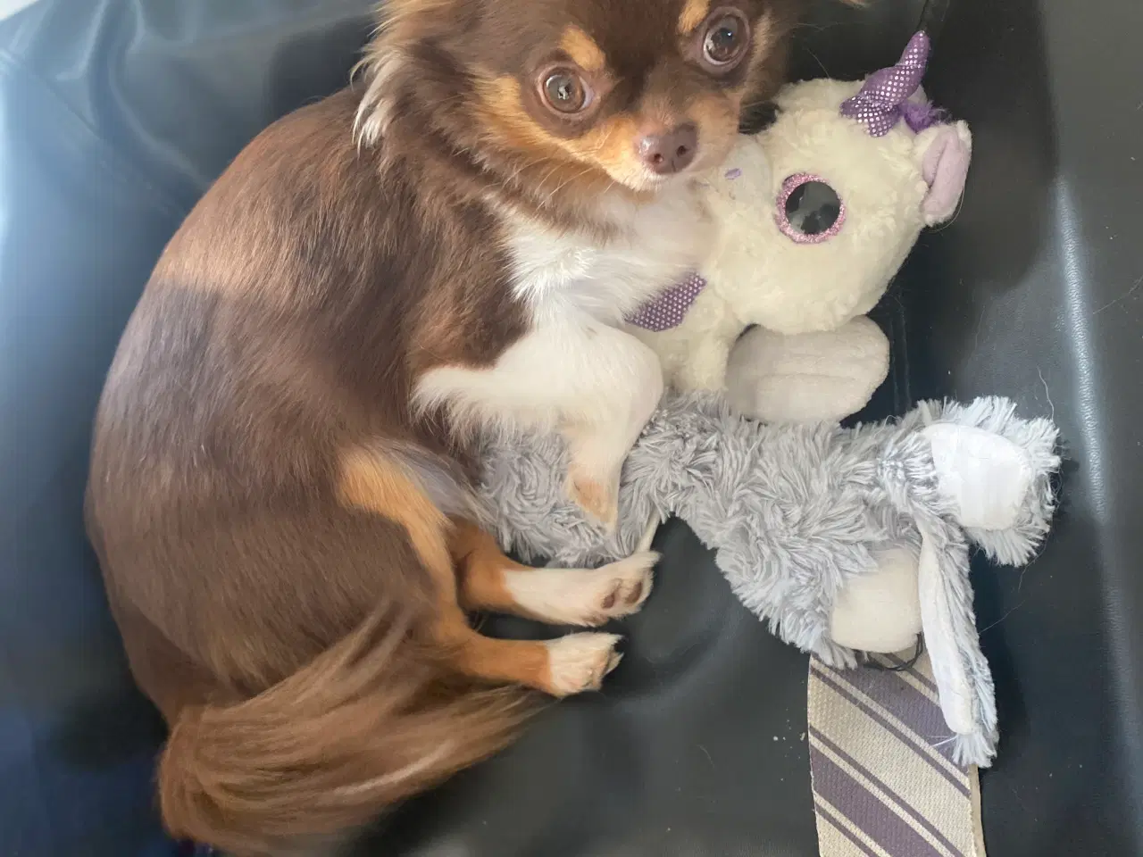 Billede 1 - Chihuahua -Aya 6år
