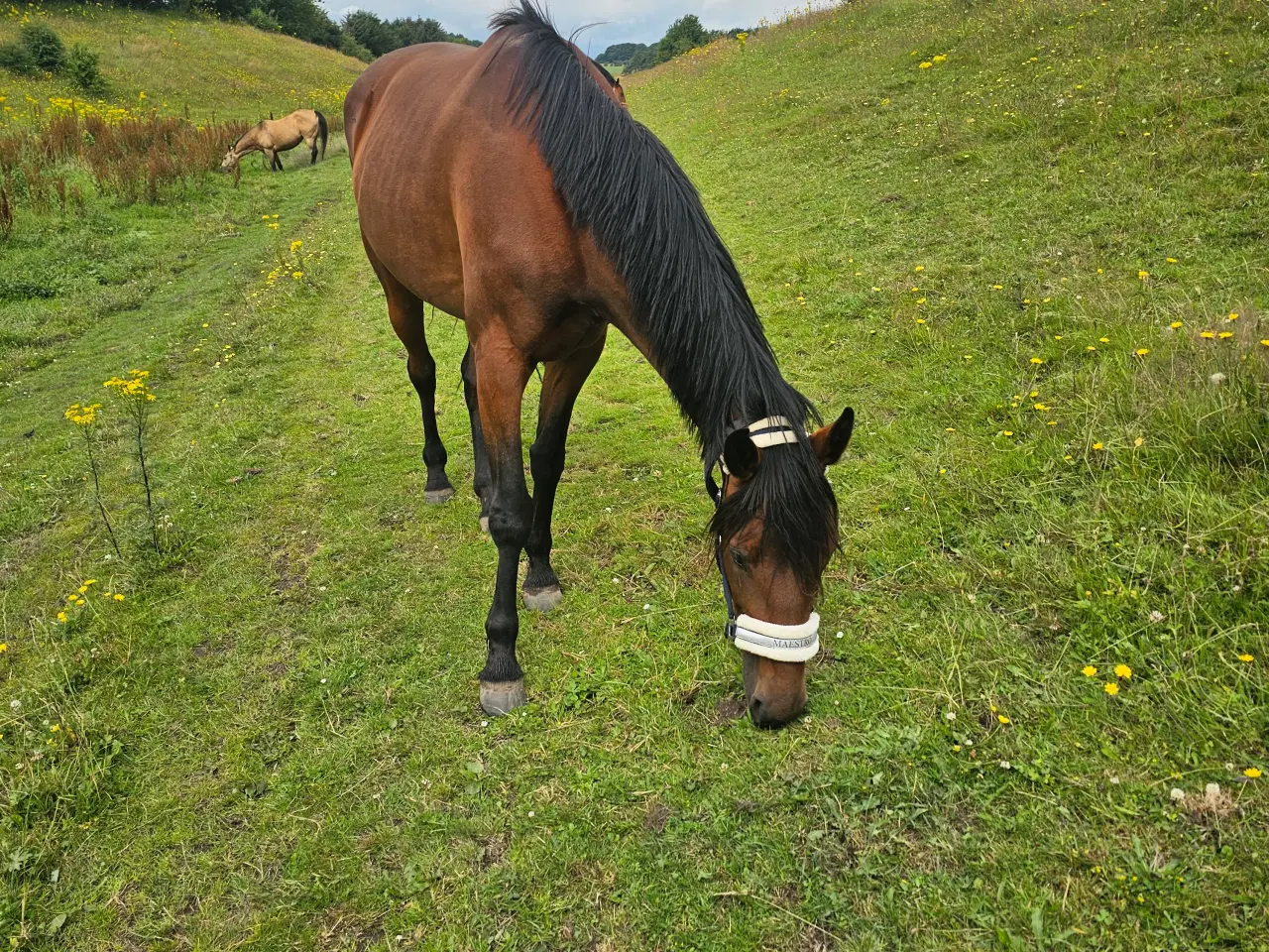 Billede 6 - Traver, hoppe, 5 år 