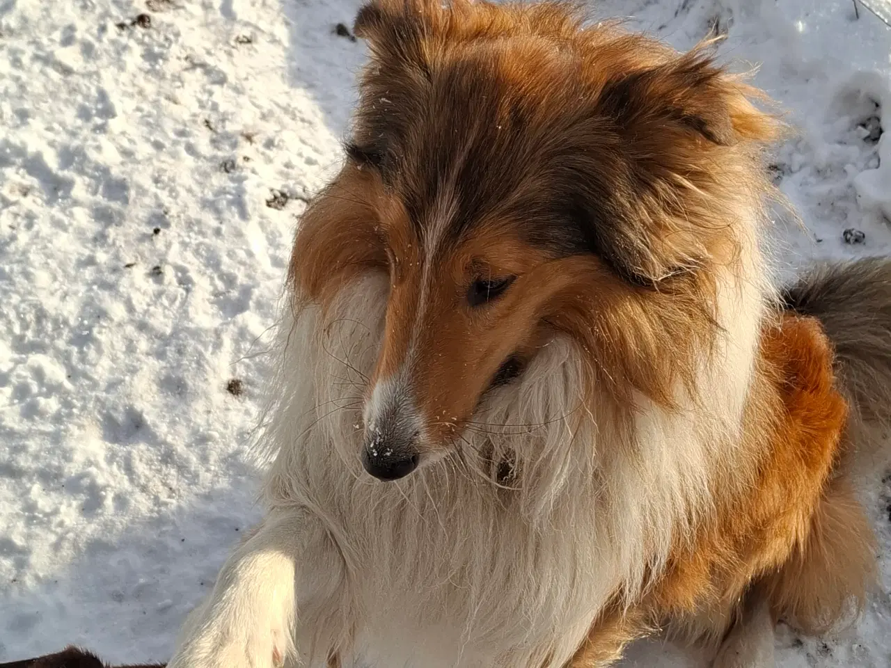 Billede 2 - Skønne LabCollie Hvalpe